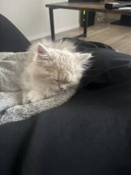 K.T 様のお迎えした子猫