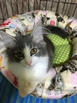 小山 様のお迎えした子猫