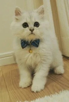 にこねこ 様のお迎えした子猫