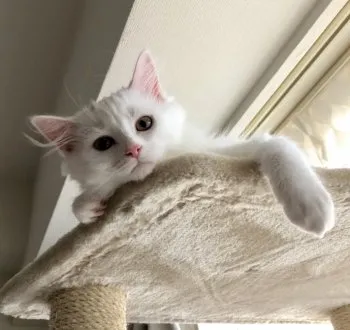 パフ 様のお迎えした子猫