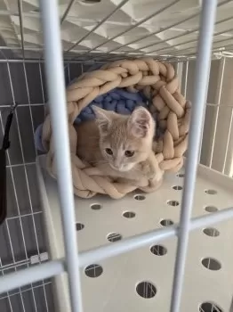 Y.Y 様のお迎えした子猫