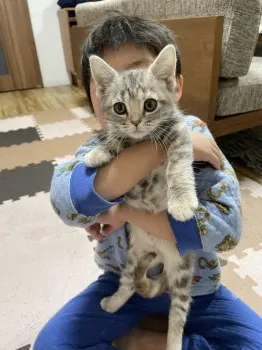 まつこ 様のお迎えした子猫