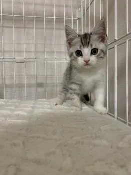 ミヤ 様のお迎えした子猫