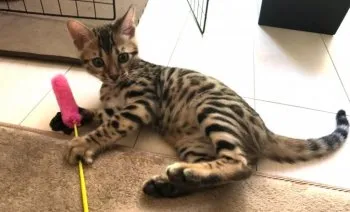 ころころ 様のお迎えした子猫