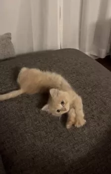 K 様のお迎えした子猫