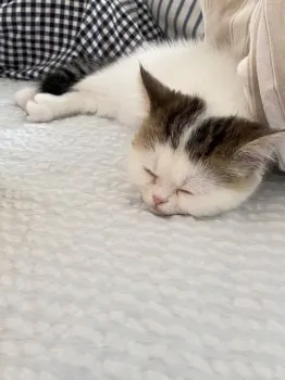 ヤッギ 様のお迎えした子猫