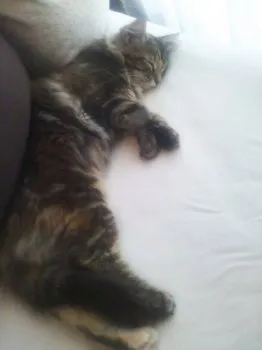 どい 様のお迎えした子猫