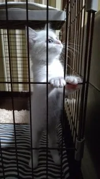 もっぴぃ 様のお迎えした子猫