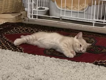 Ｙ 様のお迎えした子猫