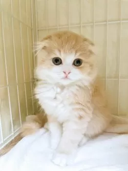 Y.K 様のお迎えした子猫