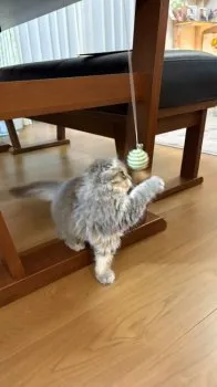 Y.K 様のお迎えした子猫