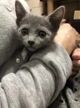 だい 様のお迎えした子猫