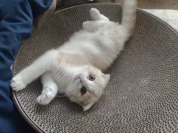 yumi 様のお迎えした子猫