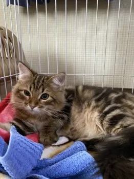 たける 様のお迎えした子猫