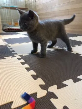 ナツメグ 様のお迎えした子猫