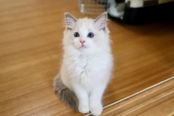 てんちゃんママ 様のお迎えした子猫