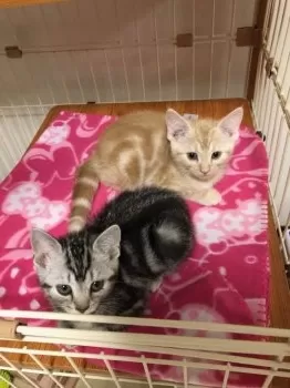 megrin 様のお迎えした子猫
