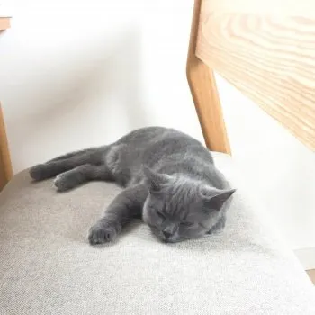 めー 様のお迎えした子猫