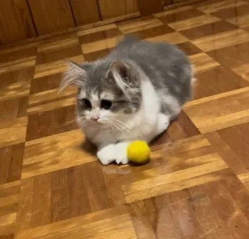 M 様のお迎えした子猫