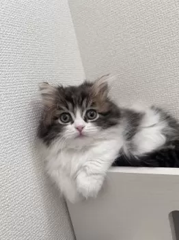 N.T 様のお迎えした子猫
