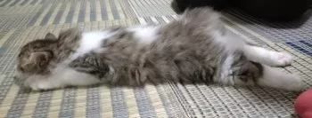まい 様のお迎えした子猫