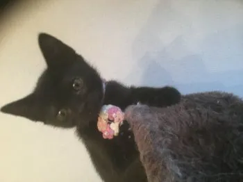 まぁちゃん 様のお迎えした子猫