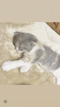 ふぁーふぁ 様のお迎えした子猫