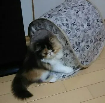 かなもも 様のお迎えした子猫