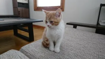 Nan 様のお迎えした子猫