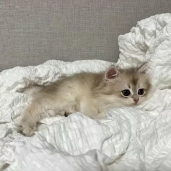 . 様のお迎えした子猫