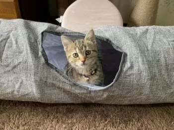 M.S 様のお迎えした子猫