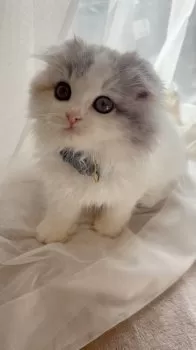 ぴの 様のお迎えした子猫