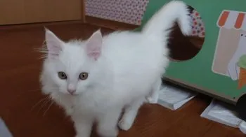 ミヤ 様のお迎えした子猫