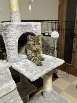 こんどー 様のお迎えした子猫