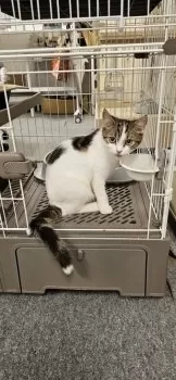 のりたま 様のお迎えした子猫