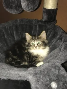 ヴィックパパ 様のお迎えした子猫