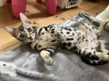 H.N 様のお迎えした子猫