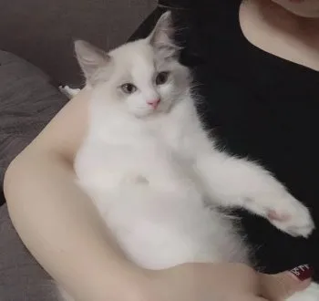 バン 様のお迎えした子猫