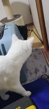 Y.K 様のお迎えした子猫