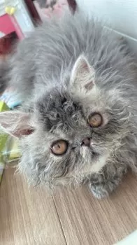 るる 様のお迎えした子猫