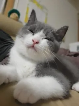 はるもか 様のお迎えした子猫