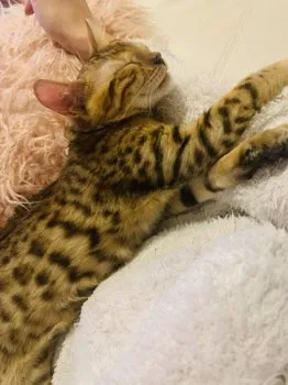 ⭐︎TM 様のお迎えした子猫
