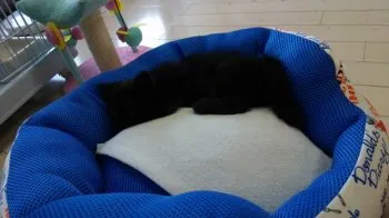 おび。 様のお迎えした子猫