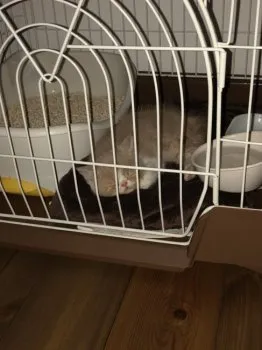 k 様のお迎えした子猫