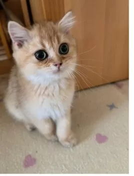 MK 様のお迎えした子猫