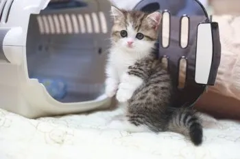 ここみる 様のお迎えした子猫