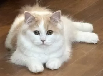 Y.M 様のお迎えした子猫