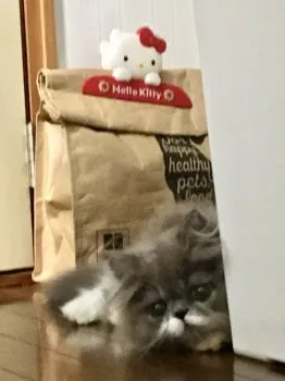 ナナコレオママ 様のお迎えした子猫
