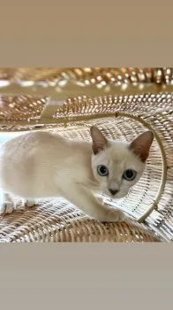 H.S 様のお迎えした子猫