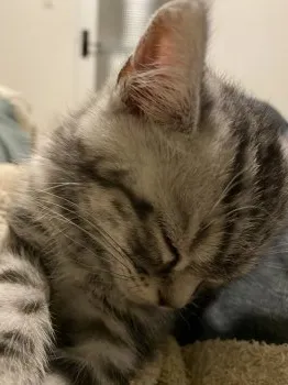 うにどん 様のお迎えした子猫